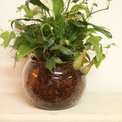 季節の室内用グリーン　おまかせ　寄せ植えブリコラージュフラワー　ガラスポット　観葉植物 9枚目の画像
