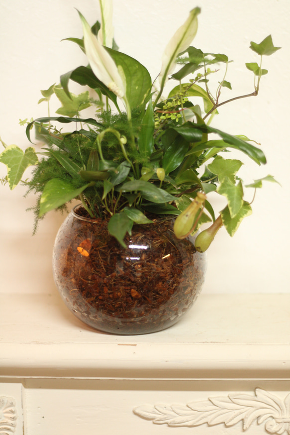 季節の室内用グリーン　おまかせ　寄せ植えブリコラージュフラワー　ガラスポット　観葉植物 9枚目の画像