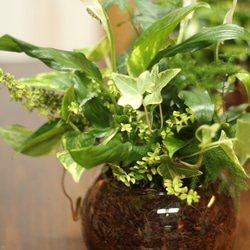 季節の室内用グリーン　おまかせ　寄せ植えブリコラージュフラワー　ガラスポット　観葉植物 7枚目の画像