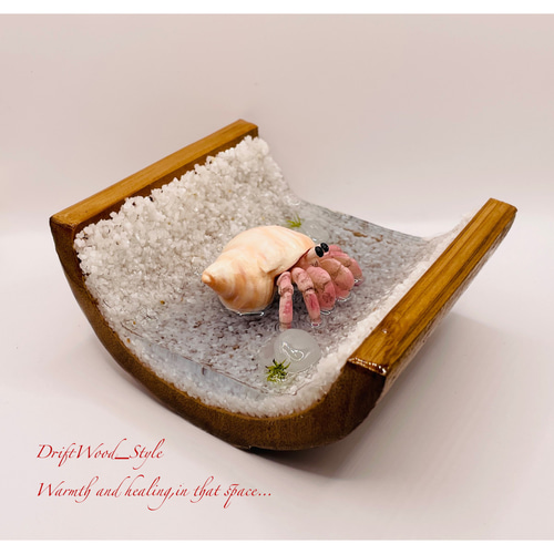 海の世界を閉じ込めた流木アート 浅瀬を歩くヤドカリ 水中ジオラマ