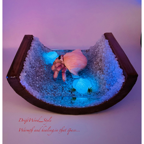 海の世界を閉じ込めた流木アート 浅瀬を歩くヤドカリ 水中ジオラマ