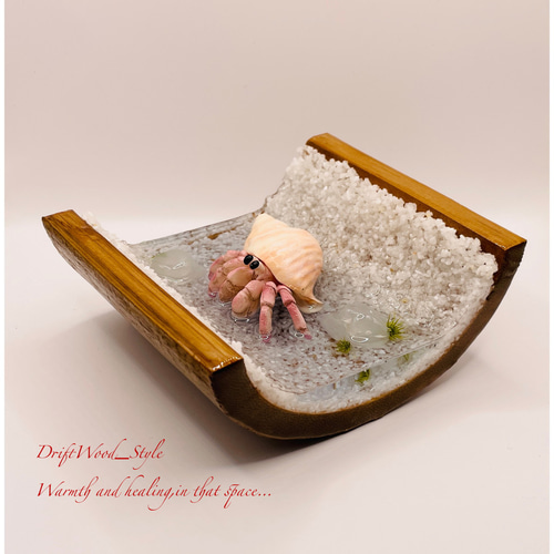 海の世界を閉じ込めた流木アート 浅瀬を歩くヤドカリ 水中ジオラマ