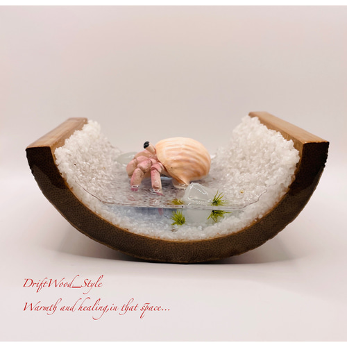 海の世界を閉じ込めた流木アート 浅瀬を歩くヤドカリ 水中ジオラマ