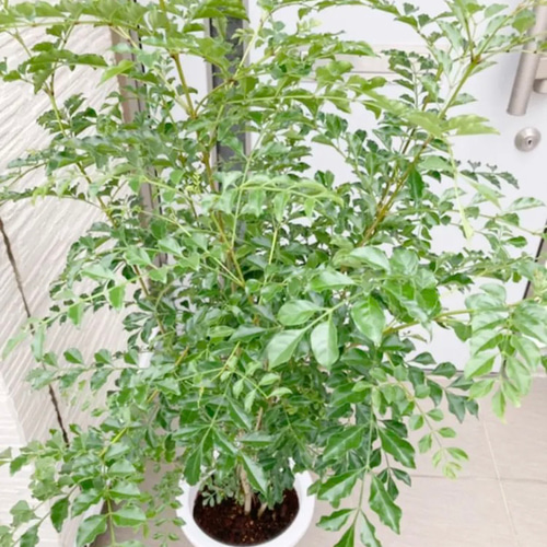 シマトネリコ 鉢植え7号株立ち100cm-120cm
