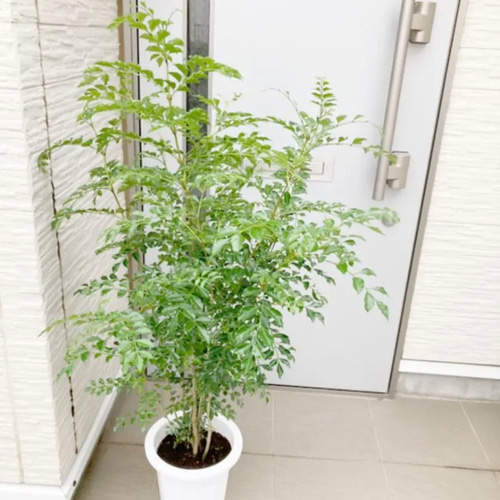 シマト○リコ　1本立ち　鉢付き　2m シマト○リコ 1本立ち 鉢付き 2m