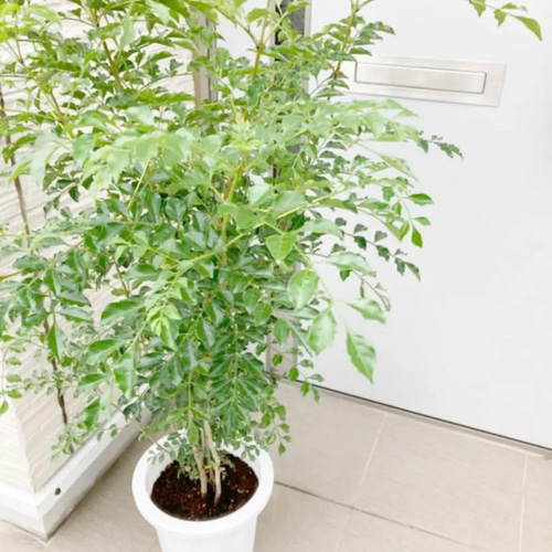 シマトネリコ 鉢植え 7号株立ち#1 その他インテリア雑貨