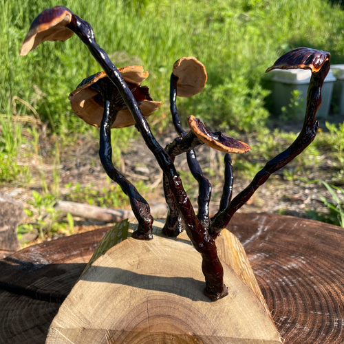 霊芝 置物 直径25cm 高さ20cm 300g 霊芝 置物 直径25cm 高さ20cm 300g 霊芝 置物 直径25cm 高さ