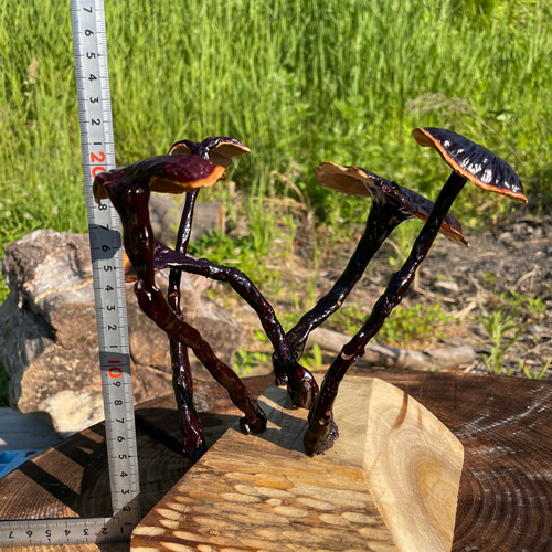 万年茸(霊芝）きのこのオブジェ キノコインテリア 立体・オブジェ 貫木