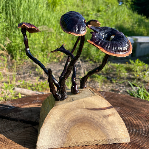 霊芝 置物 直径25cm 高さ20cm 300g 霊芝 置物 直径25cm 高さ