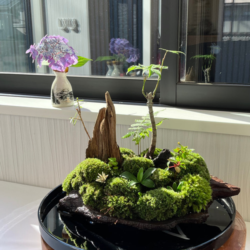 盆栽 舟形変わり鉢 苔景 ガンコウラン 盆栽 舟形変わり鉢 苔景
