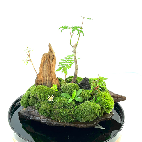 父の日に苔盆景 苔 苔盆栽雲翠仙舟 盆栽 moss loulan(楼蘭) 通販