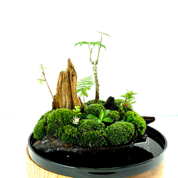 父の日に苔盆景 苔 苔盆栽雲翠仙舟 盆栽 moss loulan(楼蘭) 通販