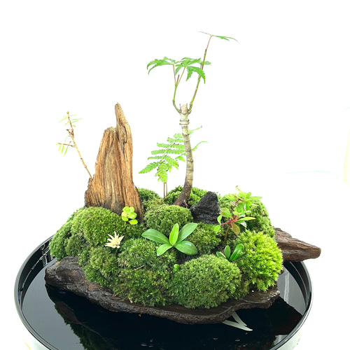 父の日に苔盆景 苔 苔盆栽雲翠仙舟 盆栽 moss loulan(楼蘭) 通販