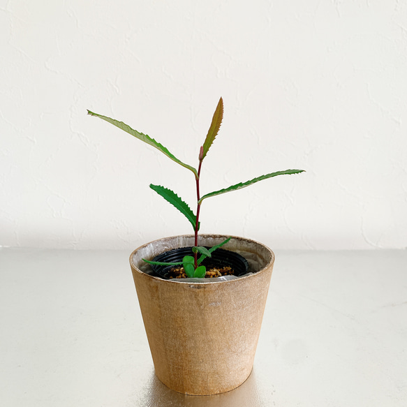 バンクシア プラエモーサ レッド ネイティブプランツ 苗 ドライ