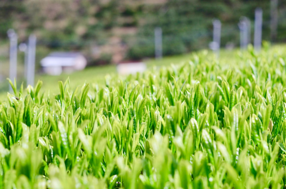 急須がなくてもOK！煎茶「睦」80g&フィルターインボトルの水出しセット 5枚目の画像