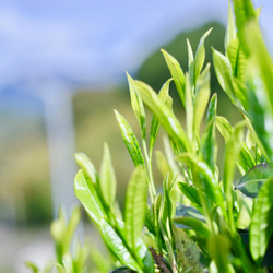 急須がなくてもOK！煎茶「睦」80g&フィルターインボトルの水出しセット 6枚目の画像