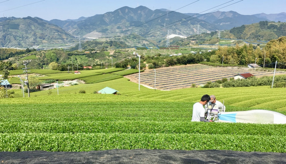 急須がなくてもOK！煎茶「睦」80g&フィルターインボトルの水出しセット 7枚目の画像