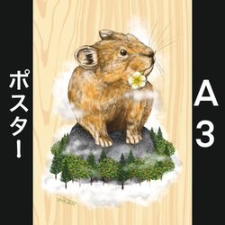 A3ポスター【エゾナキウサギ】／1枚 2枚目の画像