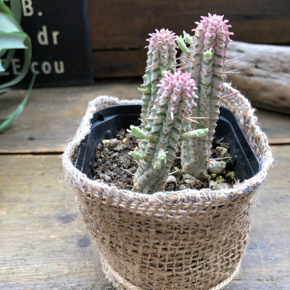 ミルクトロン♡紅葉する多肉植物♡ユーフォルビア♡インテリア♡ 10枚目の画像