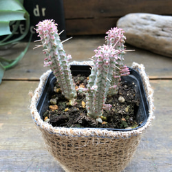 ミルクトロン♡紅葉する多肉植物♡ユーフォルビア♡インテリア♡ 20枚目の画像