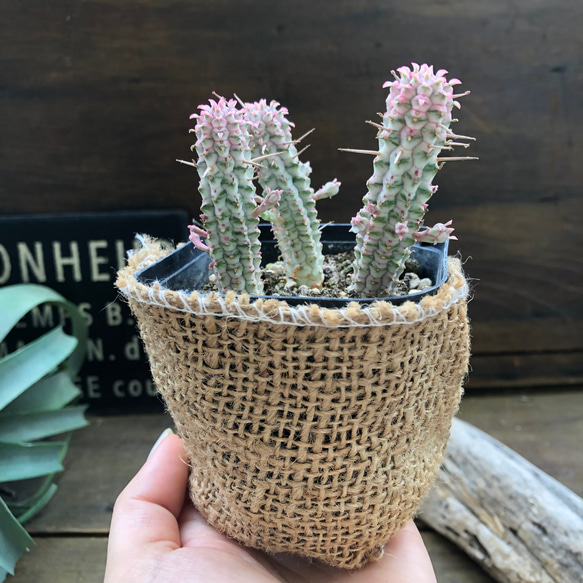 ミルクトロン♡紅葉する多肉植物♡ユーフォルビア♡インテリア♡ 2枚目の画像