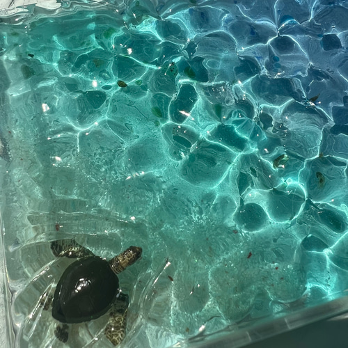 再販！オーダー海辺のアクセサリーBOX ウミガメ入り 珊瑚砂 波紋アート