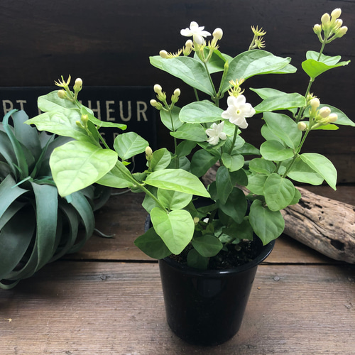 アラビアンジャスミン♡マツリカ♡茉莉花♡ ジャスミンティーに