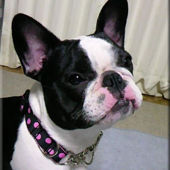 犬ハーフチョーカー・ハーフチョーク 幅2.5㎝ Candy Dot: Pink on Black 2枚目の画像