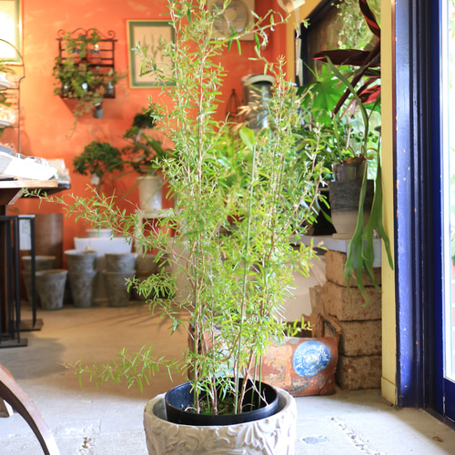 1点のみ 大きな♡レモンティーツリー ハーブ アロマ スワッグ Bee's