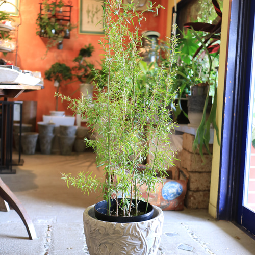 1点のみ 大きな♡レモンティーツリー ハーブ アロマ スワッグ Bee's