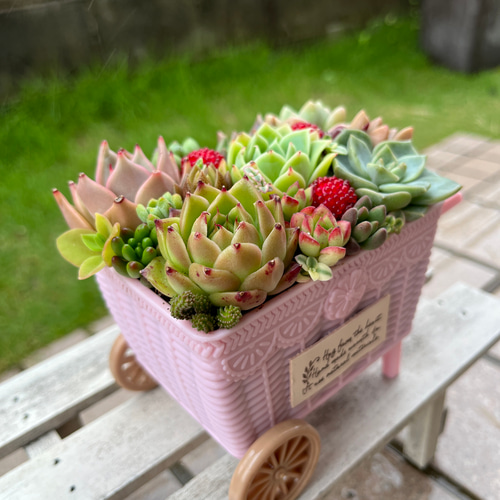 ★多肉植物　寄せ植え〜食いしん坊にゃんこのキッチン風寄せ〜★ ☆多肉植物寄せ植え〜食いしん坊にゃんこのキッチン風寄せ〜☆