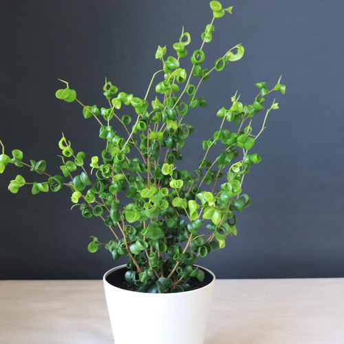 【フィカスベンジャミン】観葉植物 観葉植物 フィカス ベンジャミン 6号 玉造り Eco Stone（エコストーン