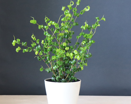 送料無料｜フィカス・ベンジャミン・バロック｜観葉植物｜くるくる