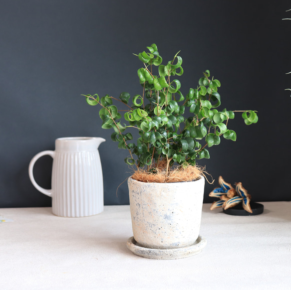 おしゃれ 観葉植物：バロック フィカスベンジャミン