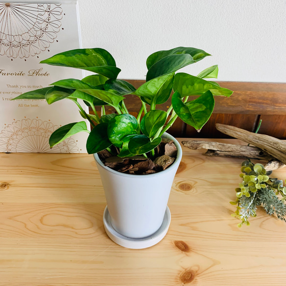 選べる配送時期 ポトス グローバルグリーン 陶器鉢植え