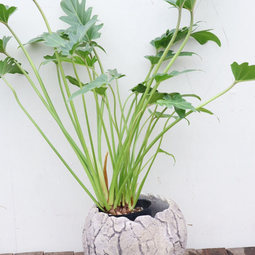 クッカバラ＊観葉植物＊選べる陶器鉢＊インテリアグリーン アート