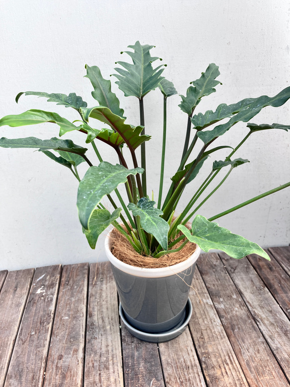 クッカバラ＊観葉植物＊選べる陶器鉢＊インテリアグリーン アート