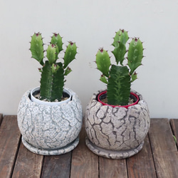 お買い得 早い者勝ち 2026 超豪華 12品種 多肉植物福袋 多肉植物 愛