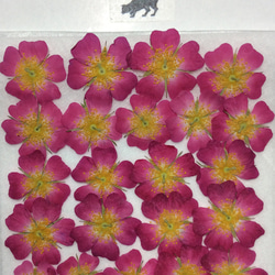 ミニバラの押し花素材(20りん) 3枚目の画像