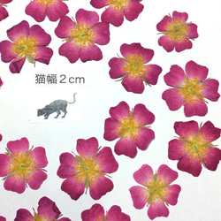 ミニバラの押し花素材(20りん) 2枚目の画像