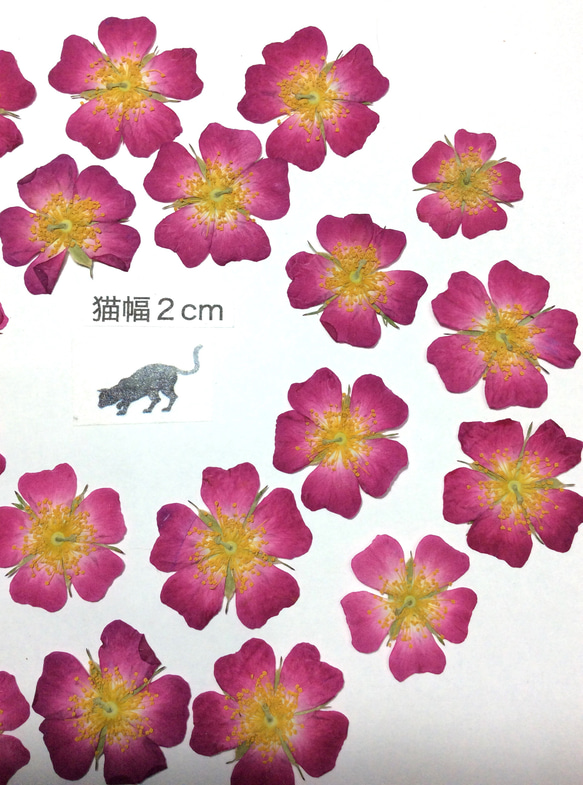 ミニバラの押し花素材(20りん) 2枚目の画像