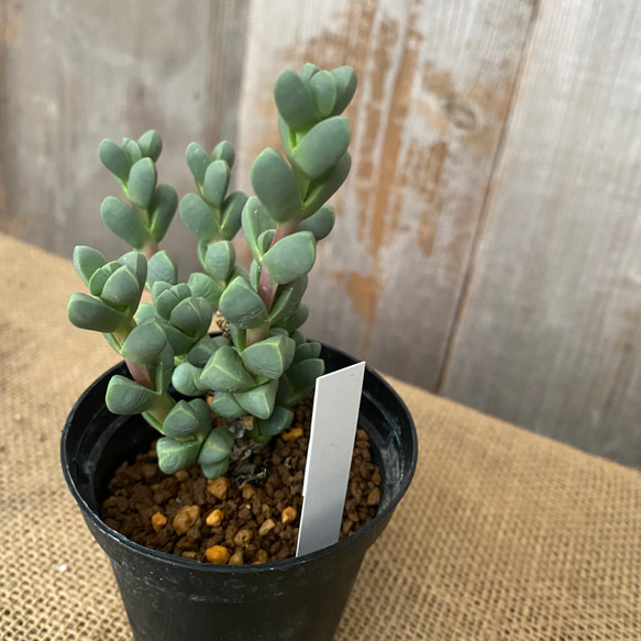 多肉 コルプスクラリア レーマニー 多肉植物 アルファガーデン 通販