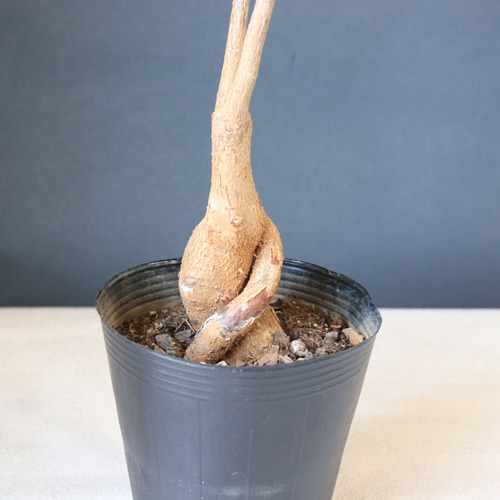 送料無料｜ボトルツリー｜ブラキキトン｜観葉植物｜インテリア