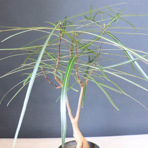 ボトルツリー ブラキキトン プラ鉢 良樹形 レア 盆栽 ソルソ