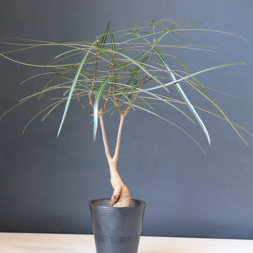 送料無料｜ボトルツリー｜ブラキキトン｜観葉植物｜インテリア