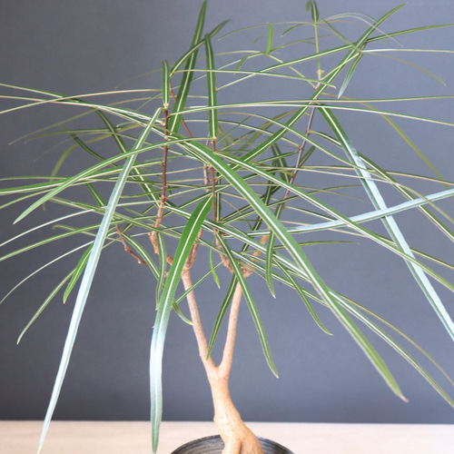 送料無料｜ボトルツリー｜ブラキキトン｜観葉植物｜インテリア