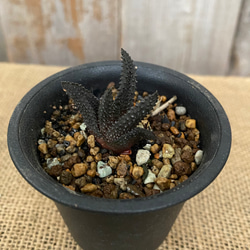 ハオルチオプシス スカブラ IB514 / 多肉植物 ハオルチア cc00ef53ddc3520ddfab6836ee4243