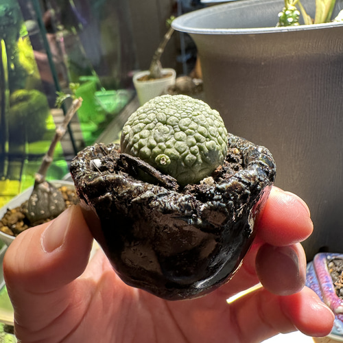 丸々可愛い塊根植物 ブラキステルマ・スペックタイランド①