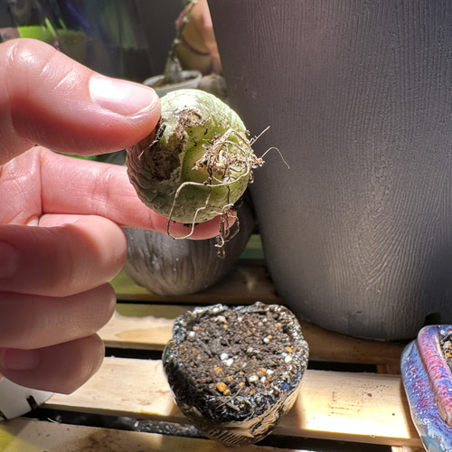 多肉植物＊ガガイモ科プセウドリトス属-ミグリチヌス 多肉植物 魔女の