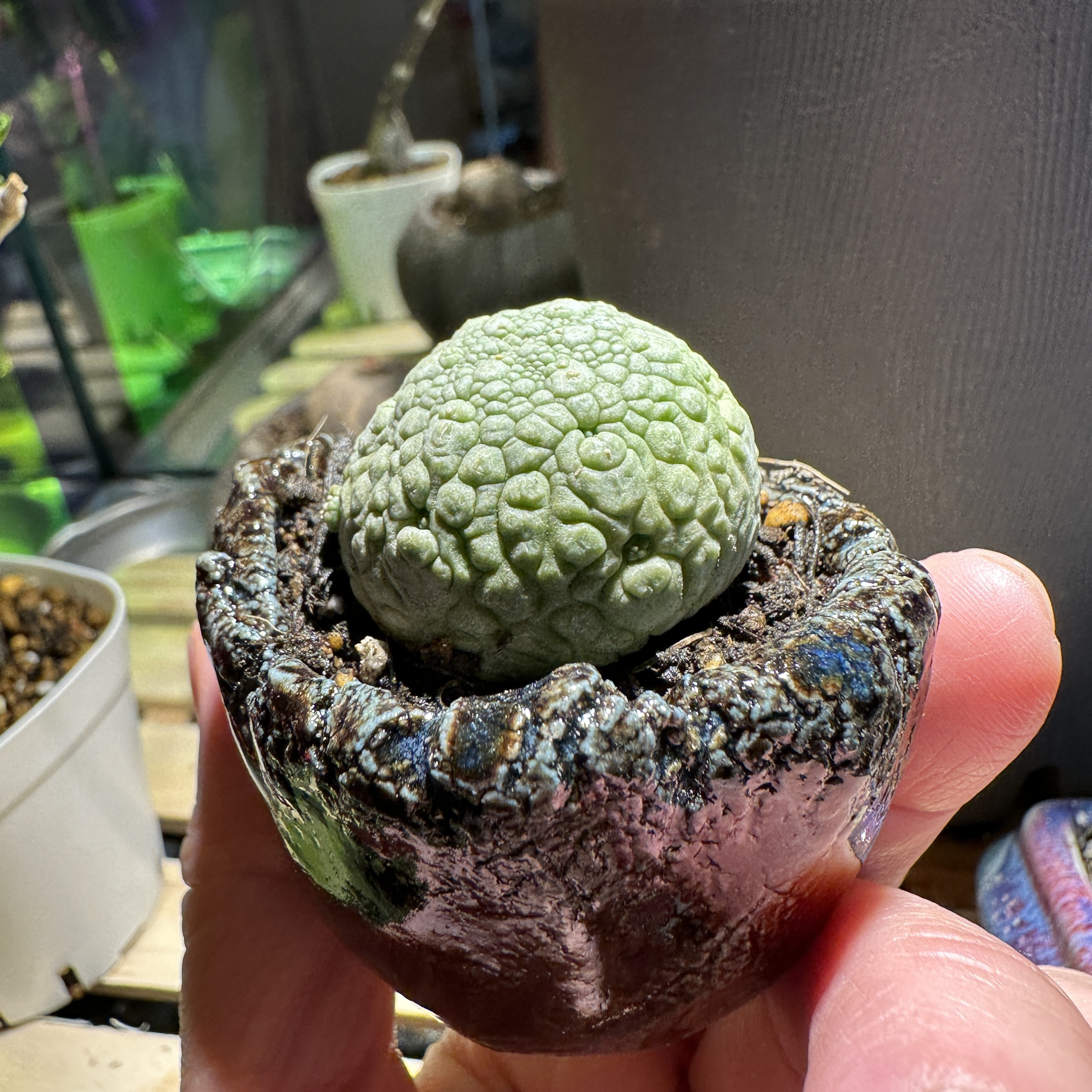 現地株 検索ガガイモ プセウドリトス・ドドソニアヌス